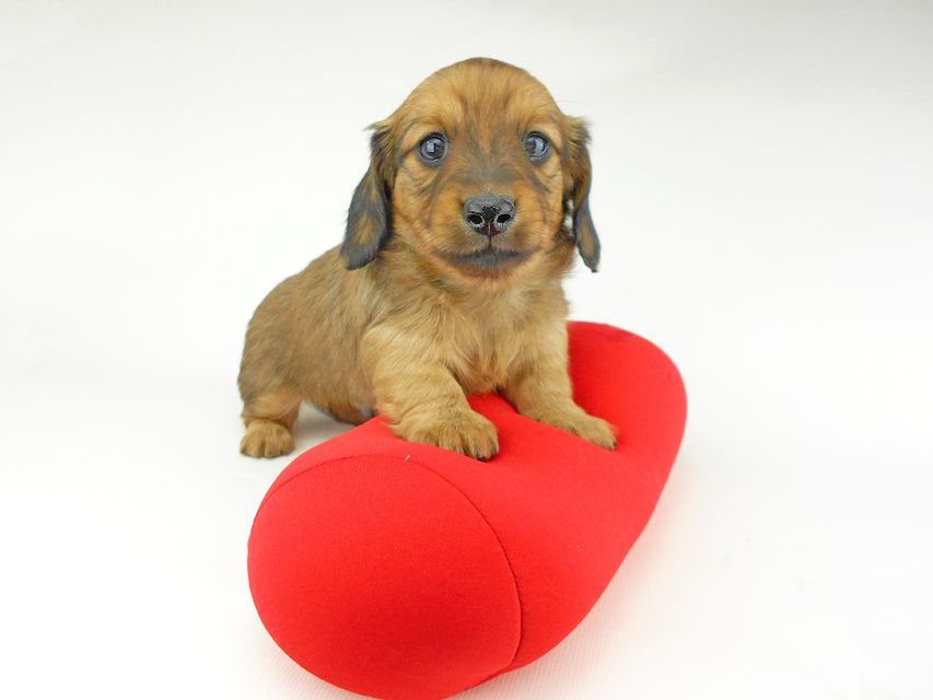 ミニチュアダックスフンド ララ & 竹千代の子犬 レッド 男の子（1）