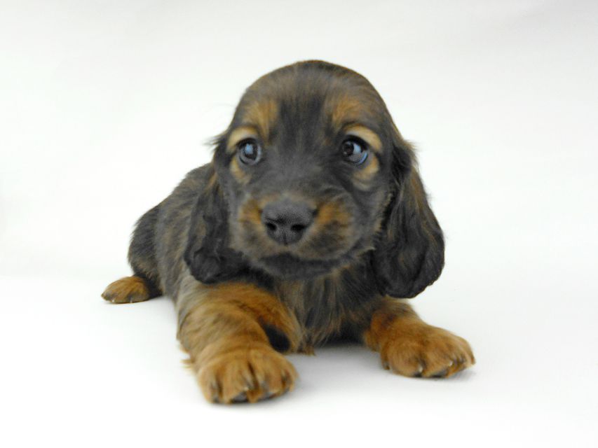 ミニチュアダックスフンド ララ & 竹千代の子犬 レッド or イエロー カラー考察中 男の子（3）