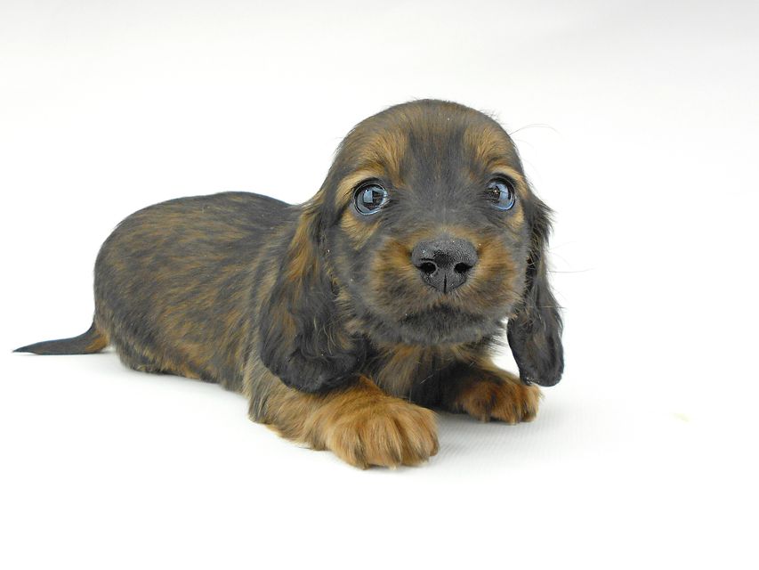 ミニチュアダックスフンド ララ & 竹千代の子犬 レッド or イエロー カラー考察中 男の子（3）