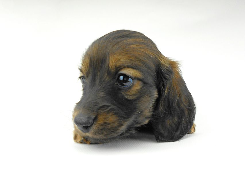 ミニチュアダックスフンド ララ & 竹千代の子犬 レッド or イエロー カラー考察中 男の子（3）