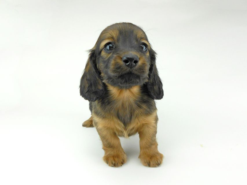 ミニチュアダックスフンド ララ & 竹千代の子犬 レッド or イエロー カラー考察中 男の子（3）