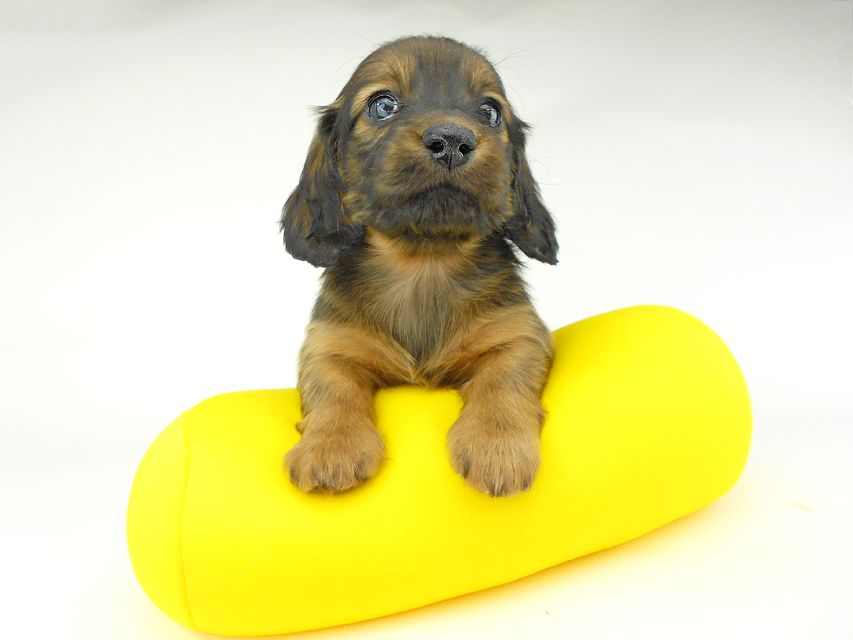 ミニチュアダックスフンド ララ & 竹千代の子犬 レッド or イエロー カラー考察中 男の子（3）