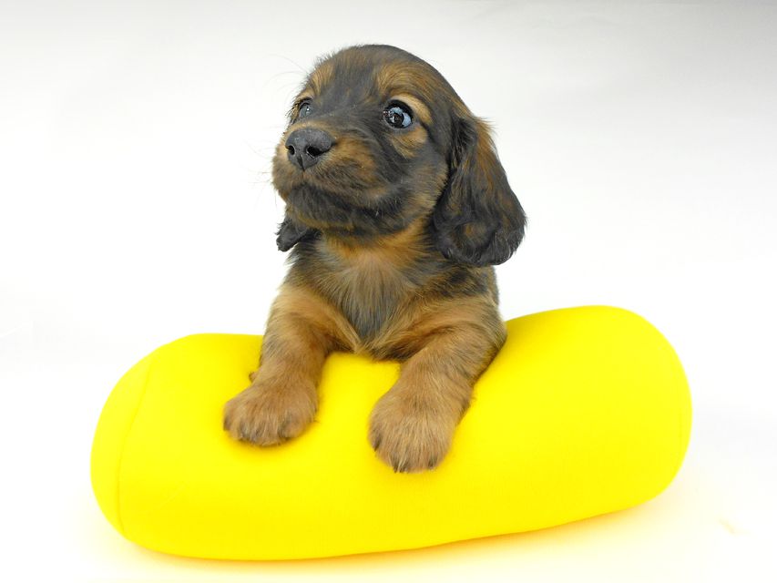 ミニチュアダックスフンド ララ & 竹千代の子犬 レッド or イエロー カラー考察中 男の子（3）