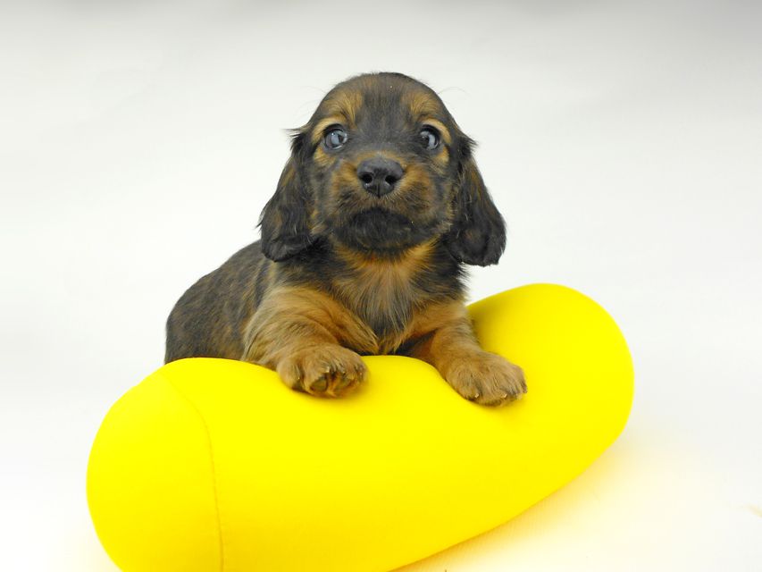 ミニチュアダックスフンド ララ & 竹千代の子犬 レッド or イエロー カラー考察中 男の子（3）