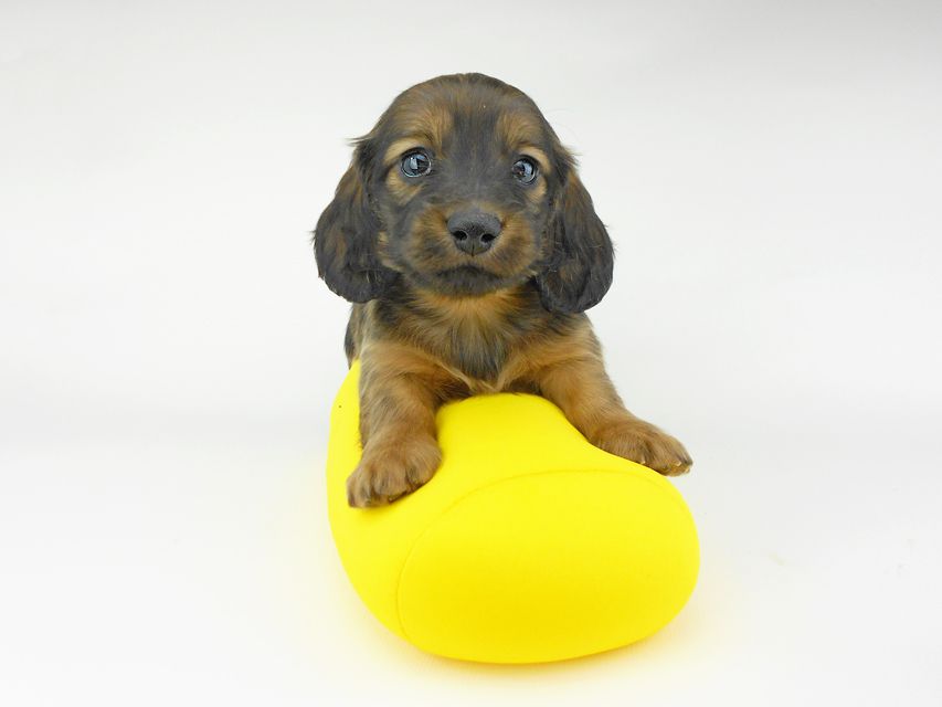 ミニチュアダックスフンド ララ & 竹千代の子犬 レッド or イエロー カラー考察中 男の子（3）