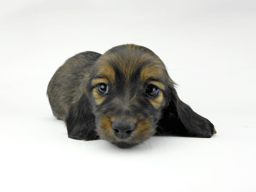 ミニチュアダックスフンド ララ & 竹千代の子犬 レッド or イエロー カラー考察中 女の子DSCN5418 ミニチュアダックスフンド ララ & 竹千代の子犬 レッド or イエロー カラー考察中 女の子