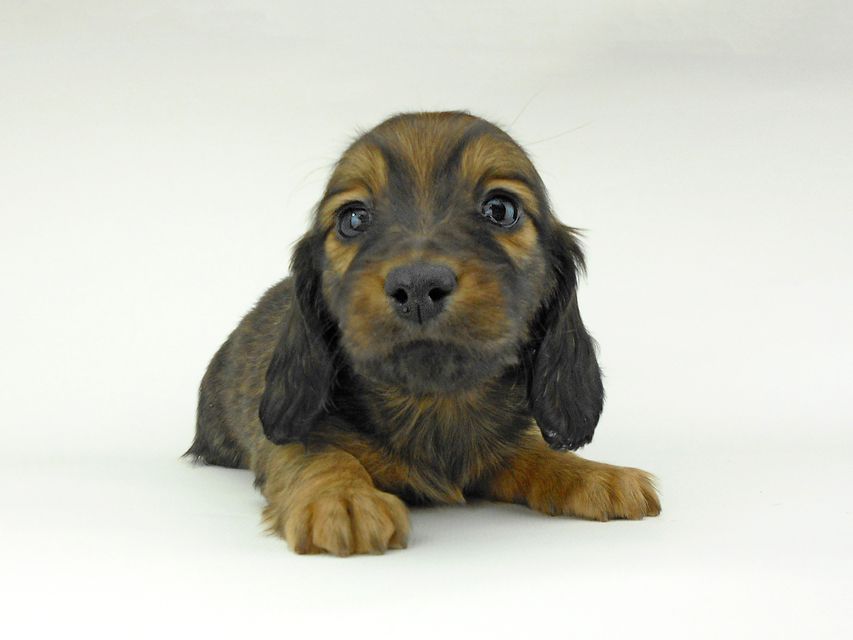 ミニチュアダックスフンド ララ & 竹千代の子犬 レッド or イエロー カラー考察中 女の子DSCN5426 ミニチュアダックスフンド ララ & 竹千代の子犬 レッド or イエロー カラー考察中 女の子