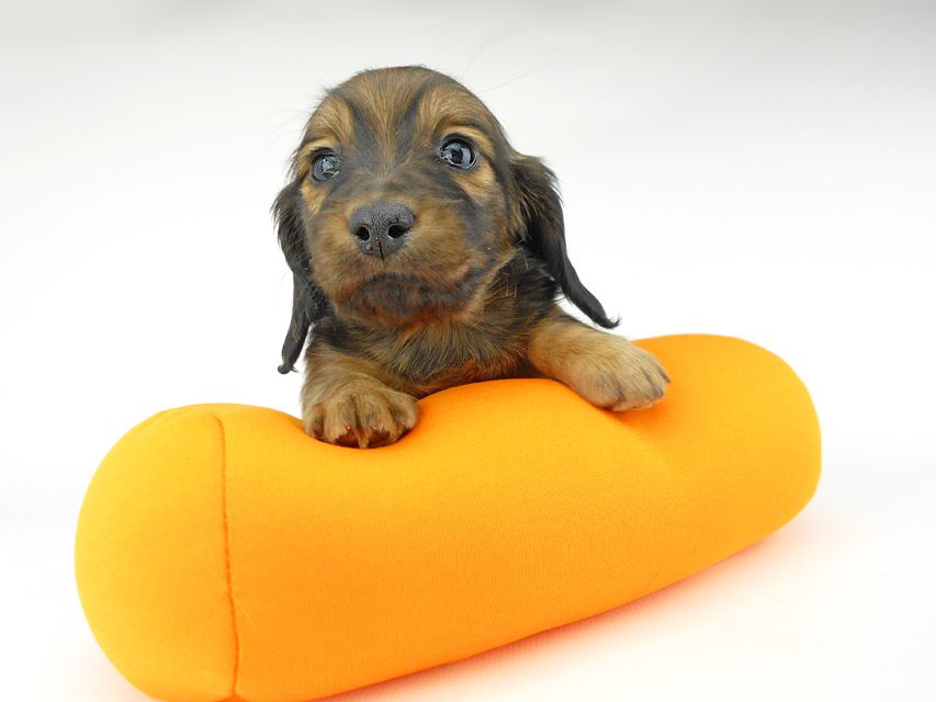 ミニチュアダックスフンド ララ & 竹千代の子犬 レッド or イエロー カラー考察中 女の子DSCN5430 ミニチュアダックスフンド ララ & 竹千代の子犬 レッド or イエロー カラー考察中 女の子