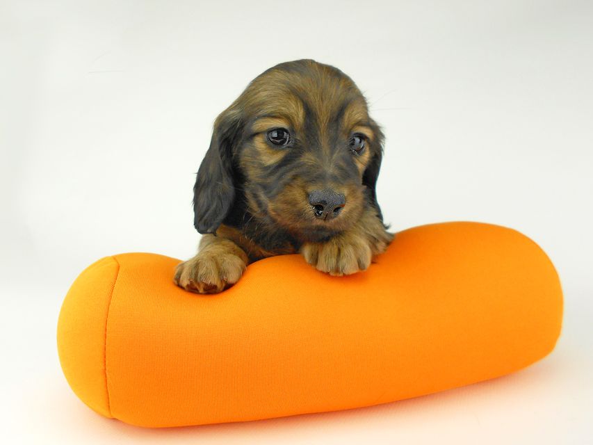 ミニチュアダックスフンド ララ & 竹千代の子犬 レッド or イエロー カラー考察中 女の子DSCN5431 ミニチュアダックスフンド ララ & 竹千代の子犬 レッド or イエロー カラー考察中 女の子