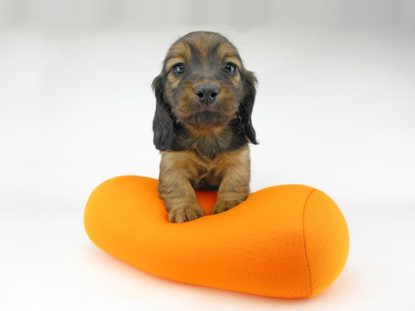 ミニチュアダックスフンド ララ & 竹千代の子犬 レッド or イエロー カラー考察中 女の子DSCN5442 ミニチュアダックスフンド ララ & 竹千代の子犬 レッド or イエロー カラー考察中 女の子