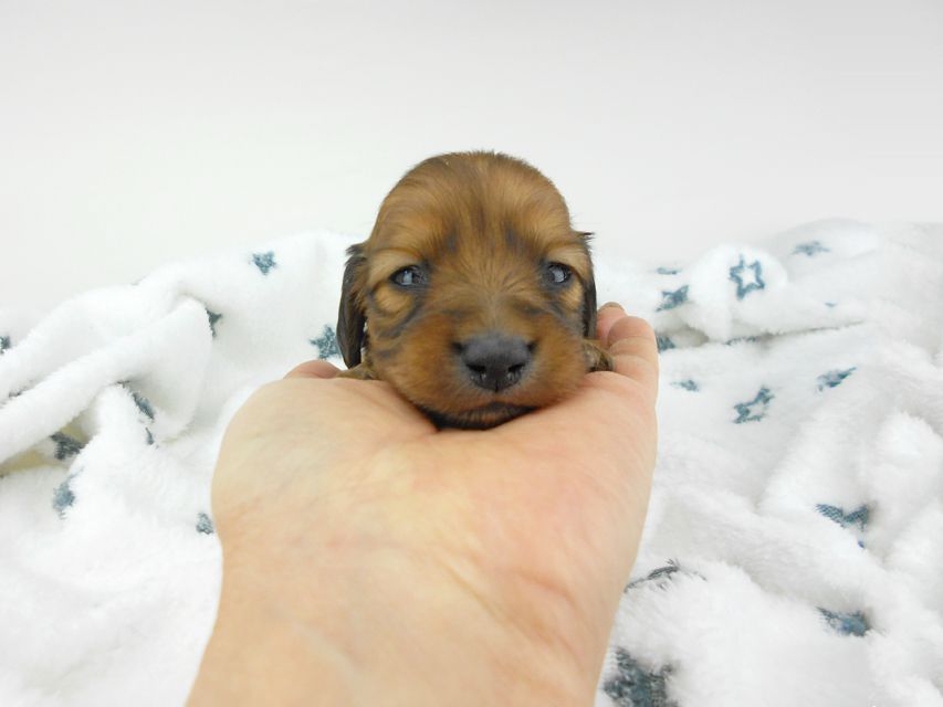 カニンヘンダックスフンド わかば & 竹千代の子犬 レッド 男の子（1） お写真初登場