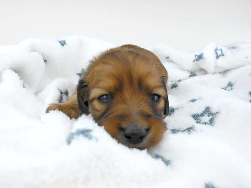 カニンヘンダックスフンド わかば & 竹千代の子犬 レッド 男の子（1） お写真初登場