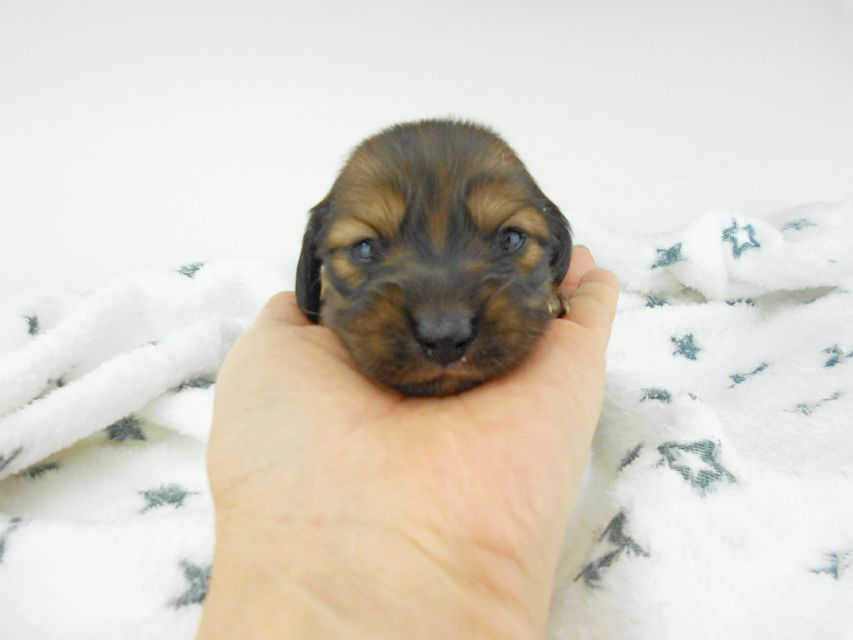 カニンヘンダックスフンド わかば & 竹千代の子犬 レッド 男の子(2) お写真初登場DSCN5465 カニンヘンダックスフンド わかば & 竹千代の子犬 レッド 男の子(2) お写真初登場