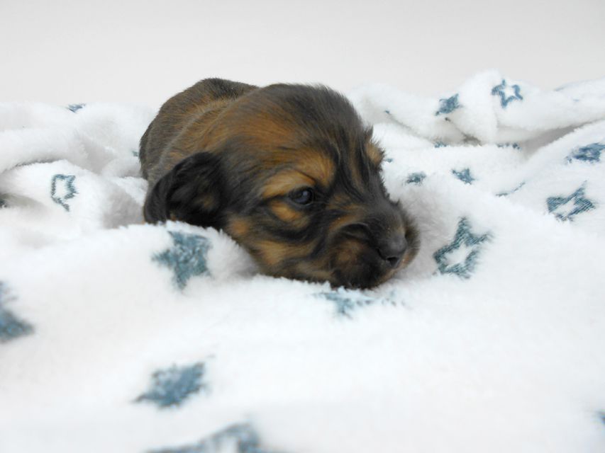 カニンヘンダックスフンド わかば & 竹千代の子犬 レッド 男の子(2) お写真初登場DSCN5467 カニンヘンダックスフンド わかば & 竹千代の子犬 レッド 男の子(2) お写真初登場