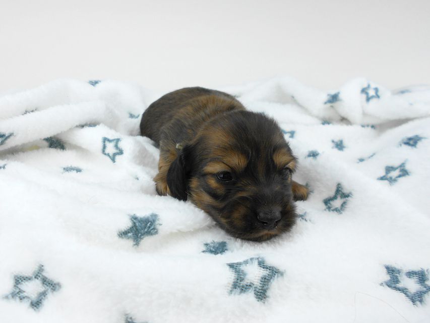 カニンヘンダックスフンド わかば & 竹千代の子犬 レッド 男の子(2) お写真初登場DSCN5468 カニンヘンダックスフンド わかば & 竹千代の子犬 レッド 男の子(2) お写真初登場