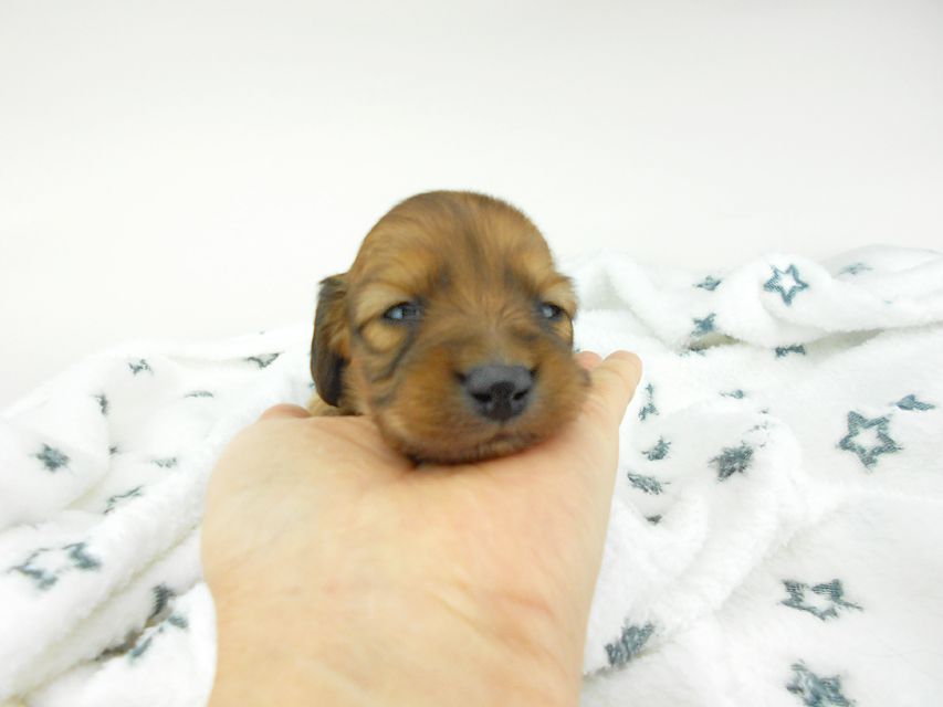 カニンヘンダックスフンド わかば & 竹千代の子犬 イエロー（クリーム） 男の子 お写真初登場