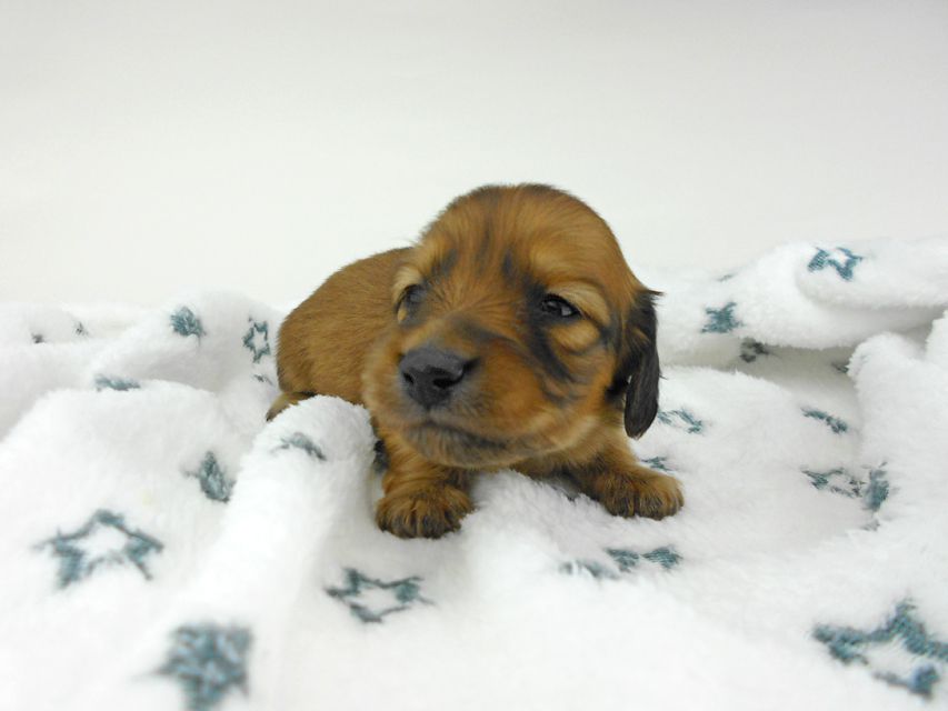 カニンヘンダックスフンド わかば & 竹千代の子犬 イエロー（クリーム） 男の子 お写真初登場