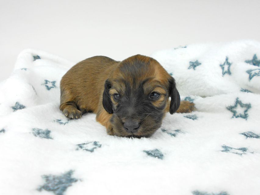 カニンヘンダックスフンド わかば & 竹千代の子犬 女の子 お写真初登場