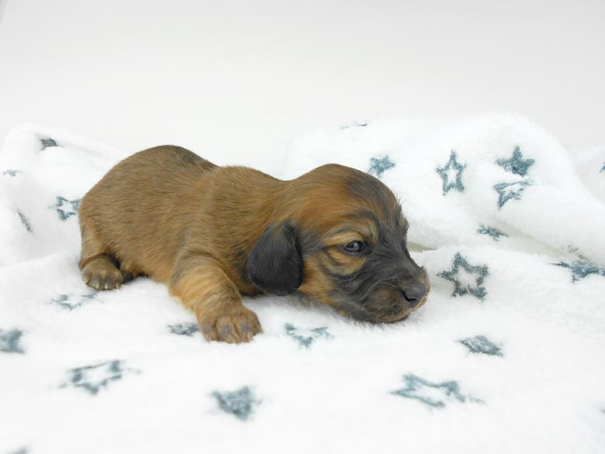 カニンヘンダックスフンド わかば & 竹千代の子犬 女の子 お写真初登場