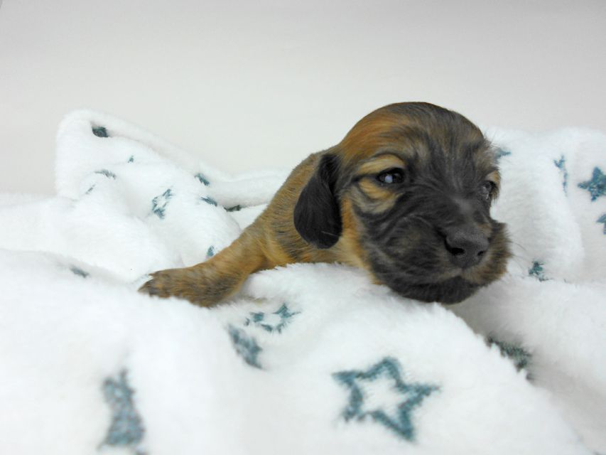 カニンヘンダックスフンド わかば & 竹千代の子犬 女の子 お写真初登場