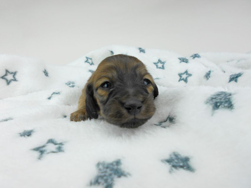 カニンヘンダックスフンド わかば & 竹千代の子犬 女の子 お写真初登場