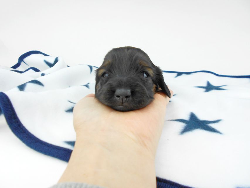 カニンヘンダックスフンド オーロラ & 竹千代の子犬 レッド 女の子（1） お写真初登場