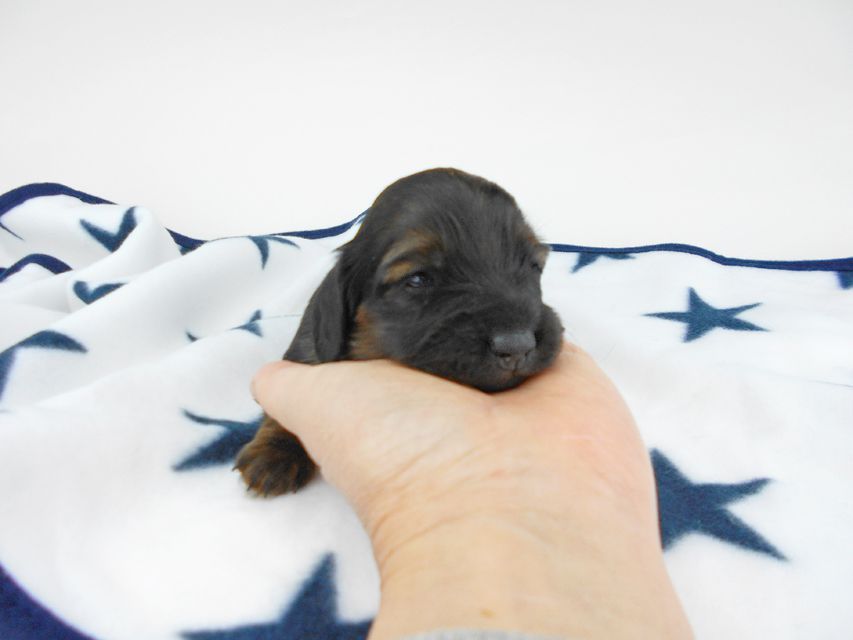 カニンヘンダックスフンド オーロラ & 竹千代の子犬 レッド 女の子（1） お写真初登場