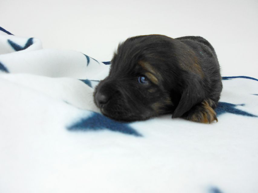 カニンヘンダックスフンド オーロラ & 竹千代の子犬 レッド 女の子（1） お写真初登場