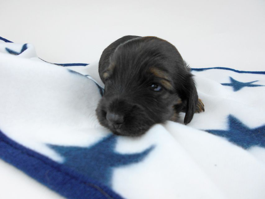 カニンヘンダックスフンド オーロラ & 竹千代の子犬 レッド 女の子（1） お写真初登場