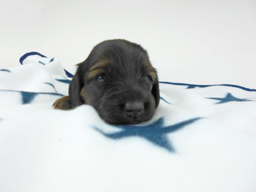 カニンヘンダックスフンド オーロラ & 竹千代の子犬 レッド 女の子（1） お写真初登場