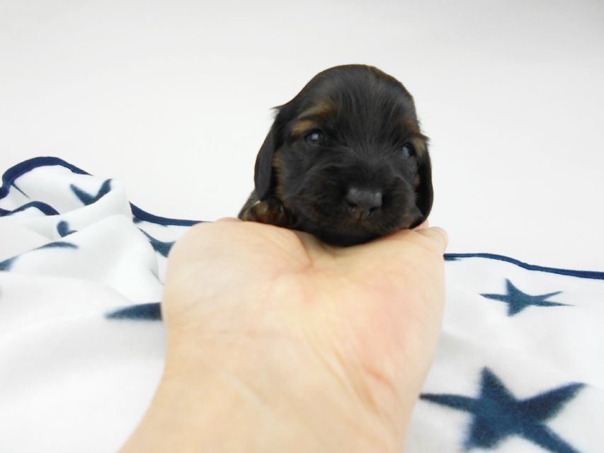カニンヘンダックスフンド オーロラ & 竹千代の子犬 レッド 女の子（1） お写真初登場