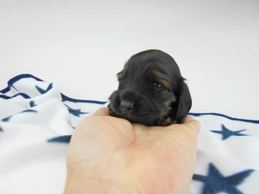 カニンヘンダックスフンド オーロラ & 竹千代の子犬 レッド 女の子（1） お写真初登場