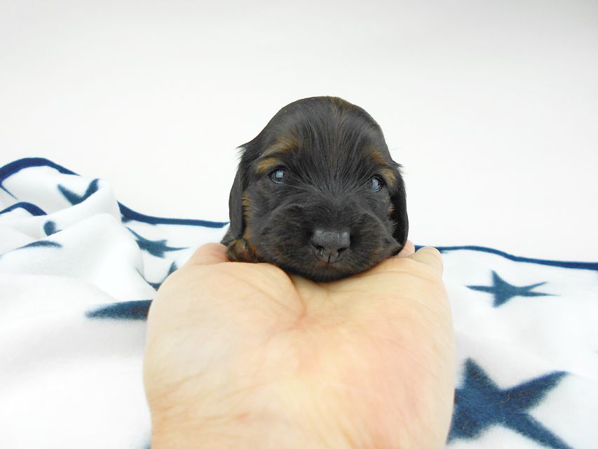 カニンヘンダックスフンド オーロラ & 竹千代の子犬 レッド 女の子（1） お写真初登場