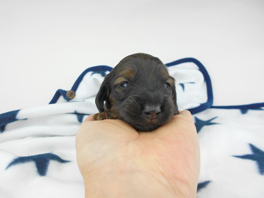 カニンヘンダックスフンド オーロラ & 竹千代の子犬 レッド 女の子(2) お写真初登場DSCN5558 カニンヘンダックスフンド オーロラ & 竹千代の子犬 レッド 女の子(2) お写真初登場