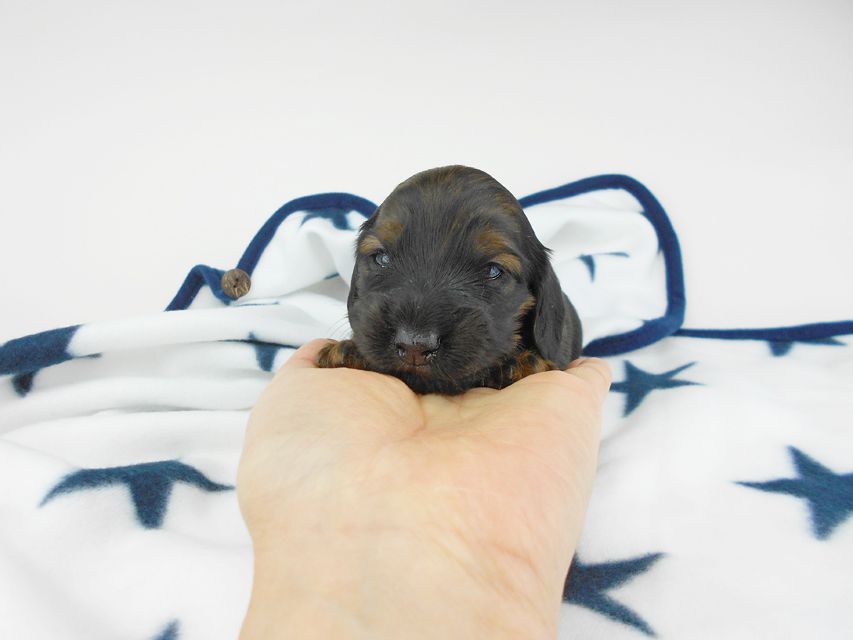 カニンヘンダックスフンド オーロラ & 竹千代の子犬 レッド 女の子(2) お写真初登場DSCN5559 カニンヘンダックスフンド オーロラ & 竹千代の子犬 レッド 女の子(2) お写真初登場