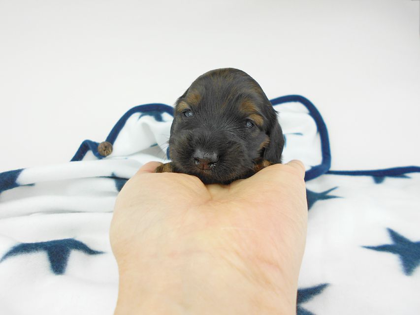 カニンヘンダックスフンド オーロラ & 竹千代の子犬 レッド 女の子(2) お写真初登場DSCN5560 カニンヘンダックスフンド オーロラ & 竹千代の子犬 レッド 女の子(2) お写真初登場