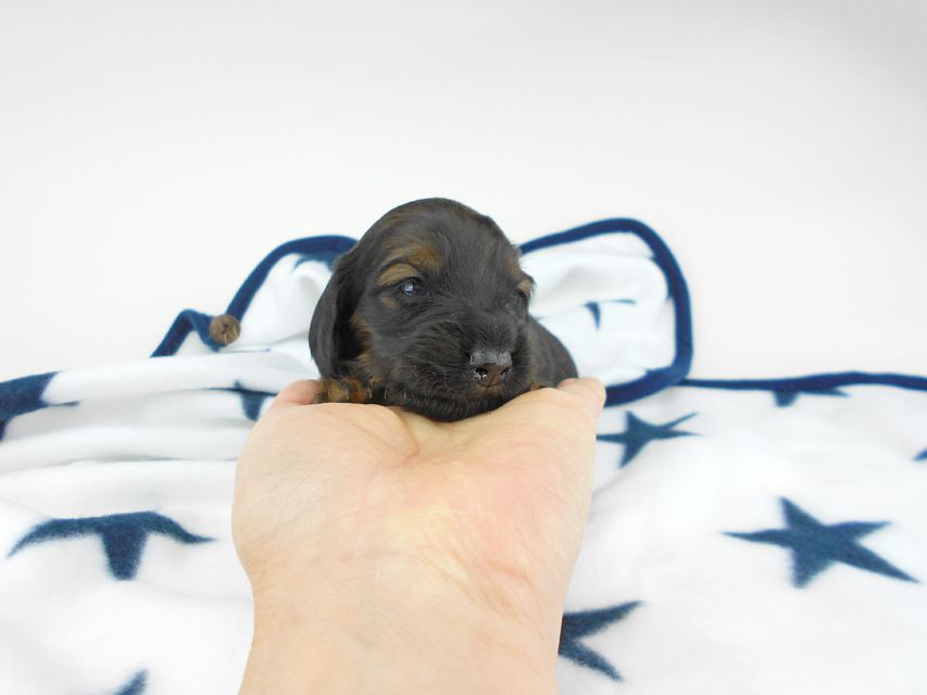 カニンヘンダックスフンド オーロラ & 竹千代の子犬 レッド 女の子(2) お写真初登場DSCN5561 カニンヘンダックスフンド オーロラ & 竹千代の子犬 レッド 女の子(2) お写真初登場