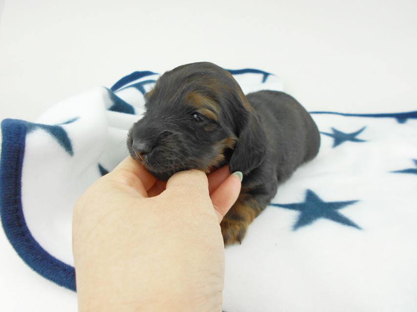 カニンヘンダックスフンド オーロラ & 竹千代の子犬 レッド 女の子(2) お写真初登場DSCN5576 カニンヘンダックスフンド オーロラ & 竹千代の子犬 レッド 女の子(2) お写真初登場