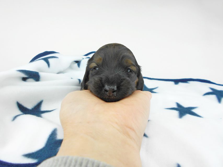 カニンヘンダックスフンド オーロラ & 竹千代の子犬 レッド 女の子(2) お写真初登場DSCN5582 カニンヘンダックスフンド オーロラ & 竹千代の子犬 レッド 女の子(2) お写真初登場