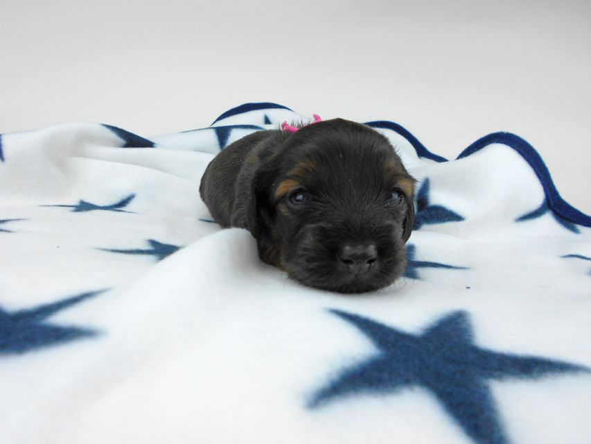 カニンヘンダックスフンド オーロラ & 竹千代の子犬 レッド 女の子（3） お写真初登場