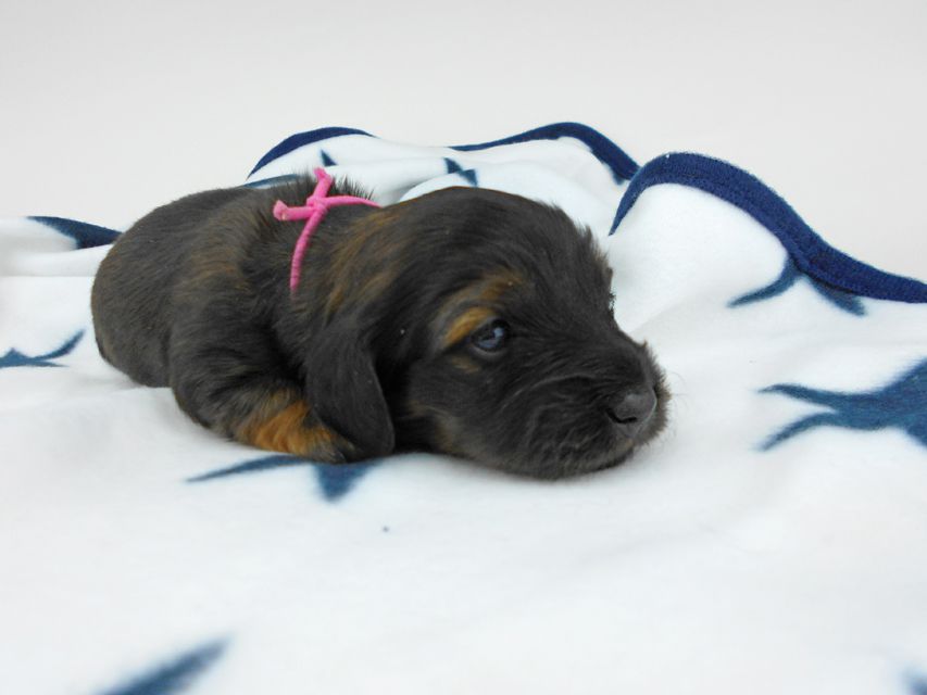 カニンヘンダックスフンド オーロラ & 竹千代の子犬 レッド 女の子（3） お写真初登場