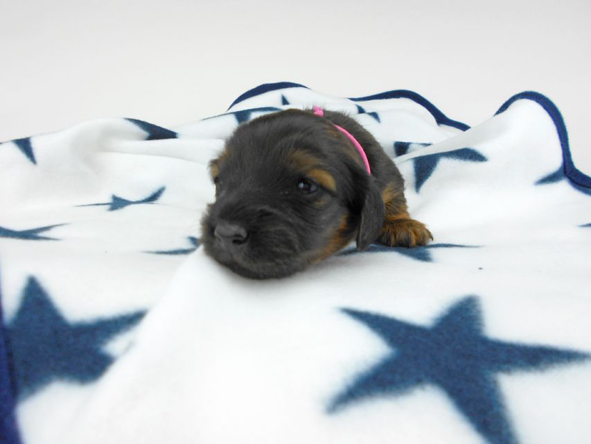 カニンヘンダックスフンド オーロラ & 竹千代の子犬 レッド 女の子（3） お写真初登場