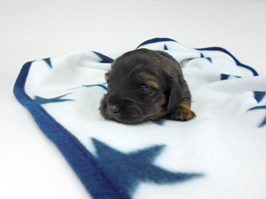 カニンヘンダックスフンド オーロラ & 竹千代の子犬 レッド 女の子（3） お写真初登場