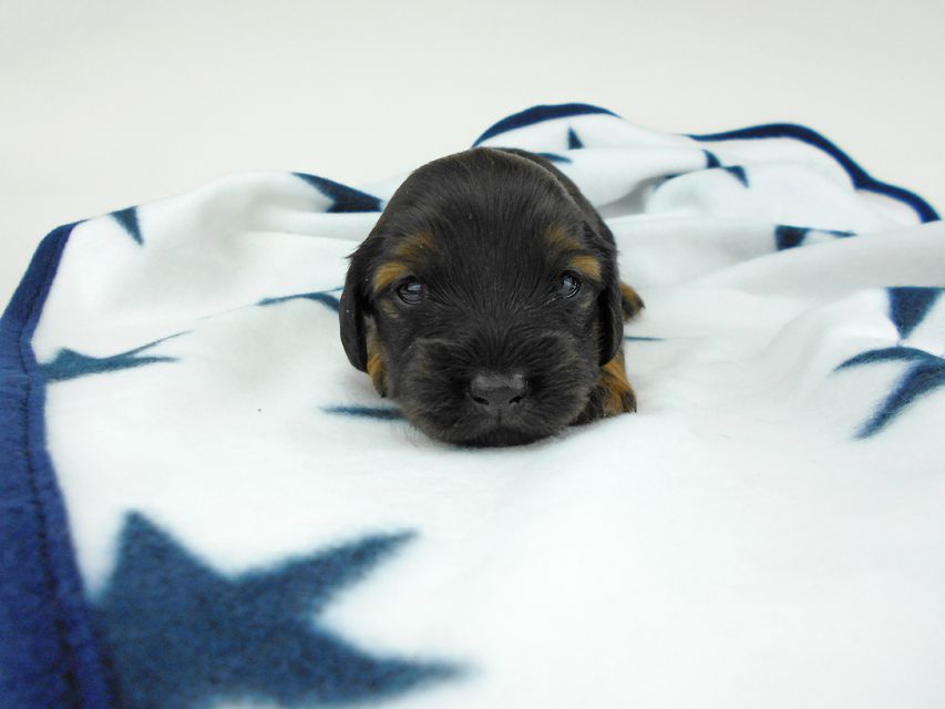 カニンヘンダックスフンド オーロラ & 竹千代の子犬 レッド 女の子（3） お写真初登場