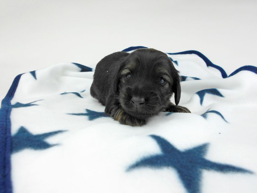 カニンヘンダックスフンド オーロラ & 竹千代の子犬 イエロー(クリーム) 女の子 お写真初登場DSCN5598 カニンヘンダックスフンド オーロラ & 竹千代の子犬 イエロー(クリーム) 女の子 お写真初登場