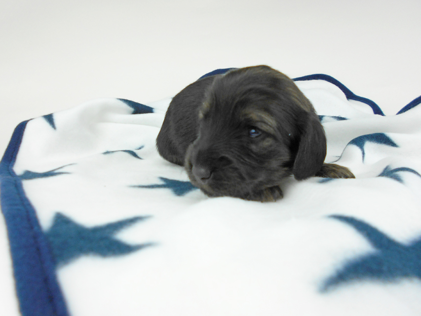 カニンヘンダックスフンド オーロラ & 竹千代の子犬 イエロー(クリーム) 女の子 お写真初登場DSCN5599 カニンヘンダックスフンド オーロラ & 竹千代の子犬 イエロー(クリーム) 女の子 お写真初登場