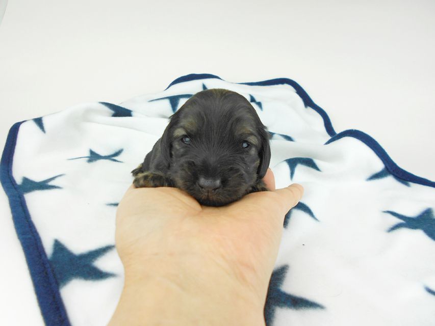 カニンヘンダックスフンド オーロラ & 竹千代の子犬 イエロー(クリーム) 女の子 お写真初登場DSCN5604 カニンヘンダックスフンド オーロラ & 竹千代の子犬 イエロー(クリーム) 女の子 お写真初登場