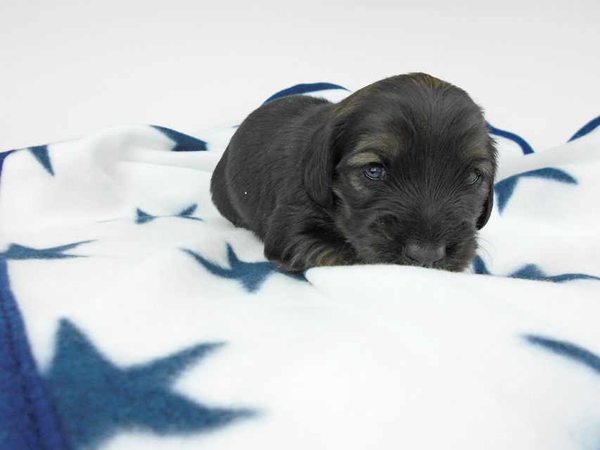 カニンヘンダックスフンド オーロラ & 竹千代の子犬 イエロー(クリーム) 女の子 お写真初登場DSCN5608 カニンヘンダックスフンド オーロラ & 竹千代の子犬 イエロー(クリーム) 女の子 お写真初登場