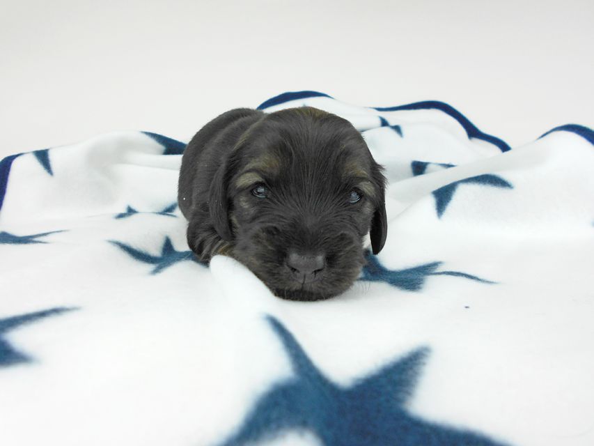 カニンヘンダックスフンド オーロラ & 竹千代の子犬 イエロー(クリーム) 女の子 お写真初登場DSCN5609 カニンヘンダックスフンド オーロラ & 竹千代の子犬 イエロー(クリーム) 女の子 お写真初登場