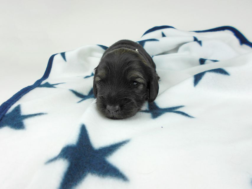 カニンヘンダックスフンド オーロラ & 竹千代の子犬 イエロー(クリーム) 女の子 お写真初登場DSCN5610 カニンヘンダックスフンド オーロラ & 竹千代の子犬 イエロー(クリーム) 女の子 お写真初登場